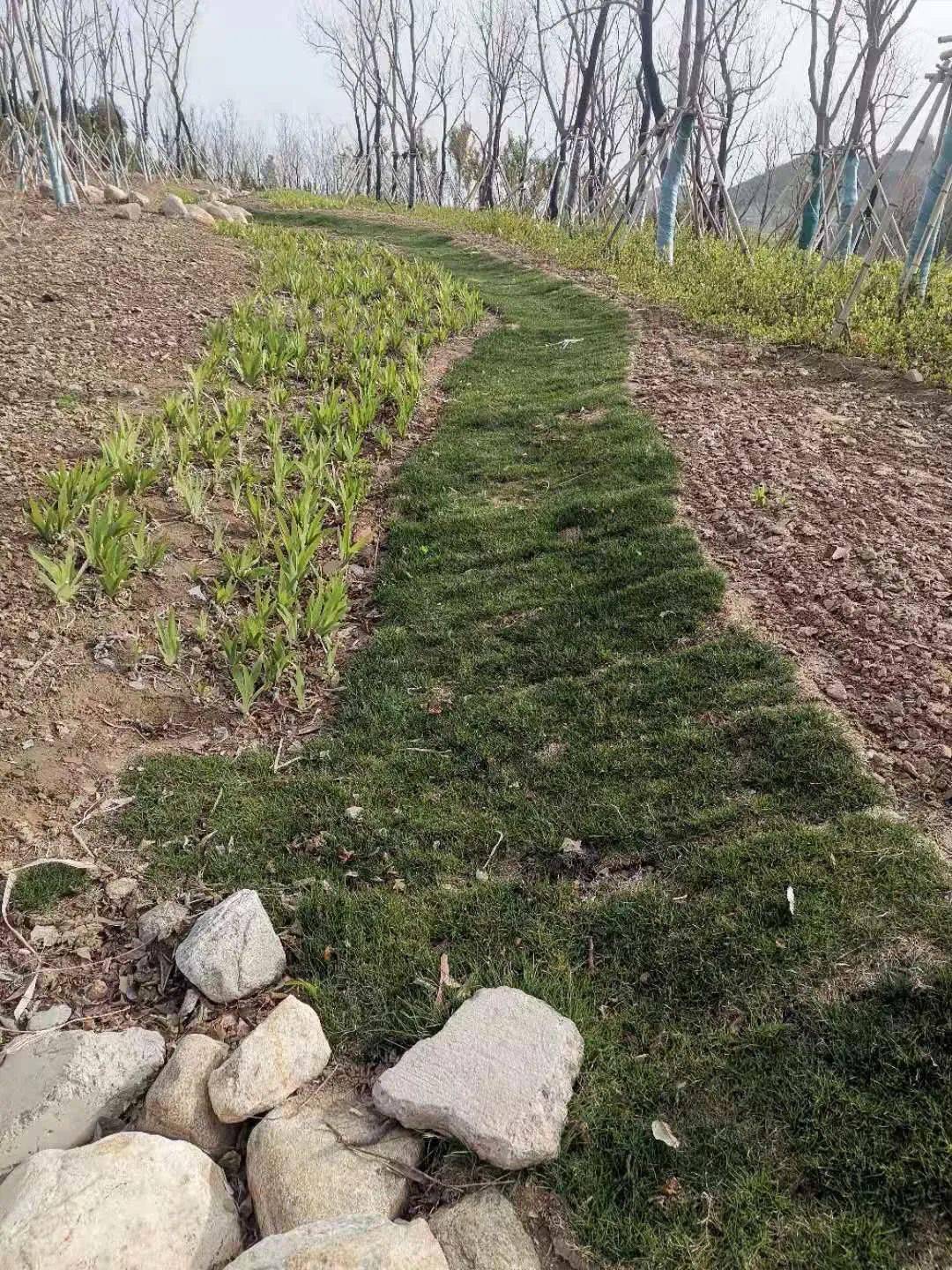 生态修复设备——为地球重生注入新活力